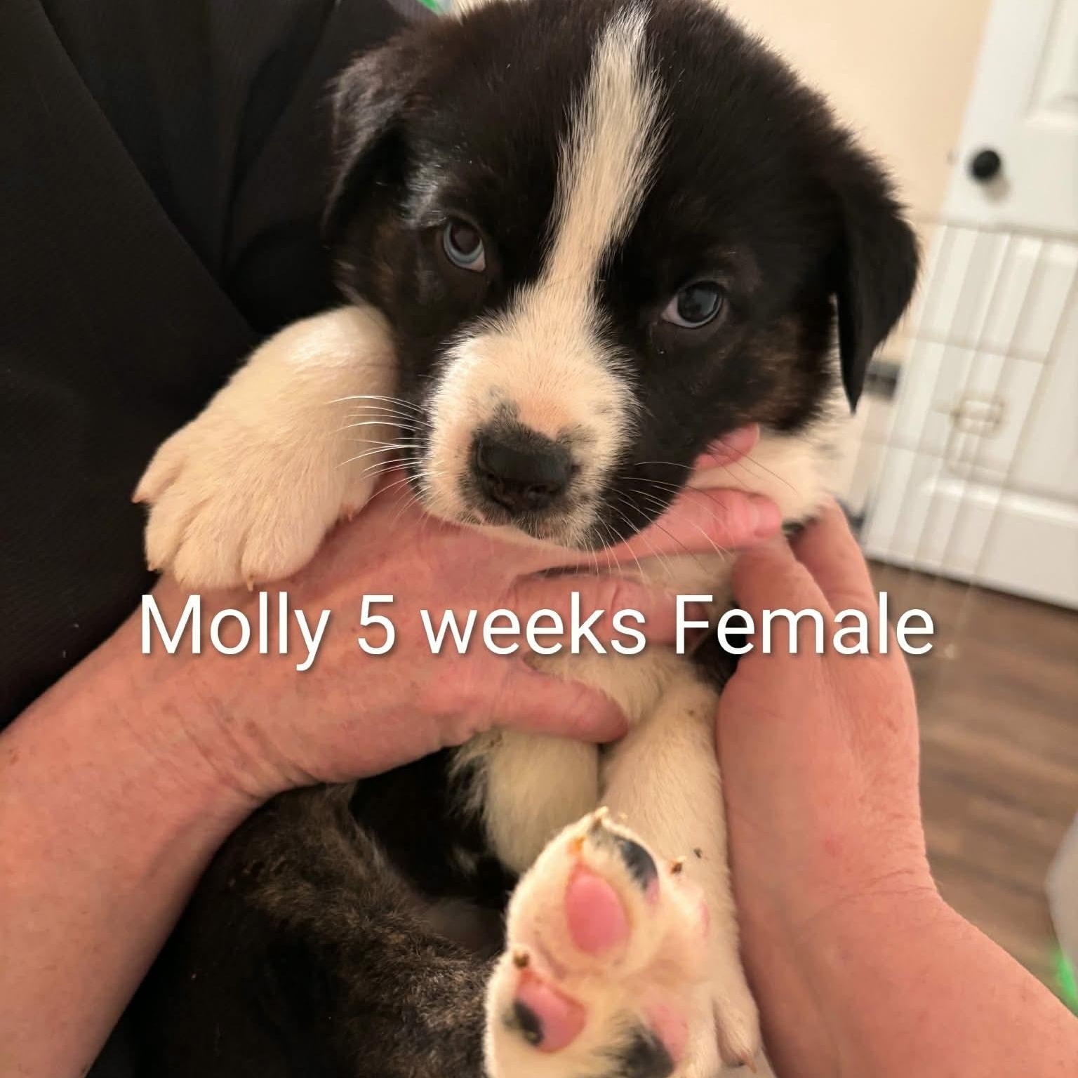 Enlarge Molly, a Adoptable mixed breed in Glenolden, PA image 5/6