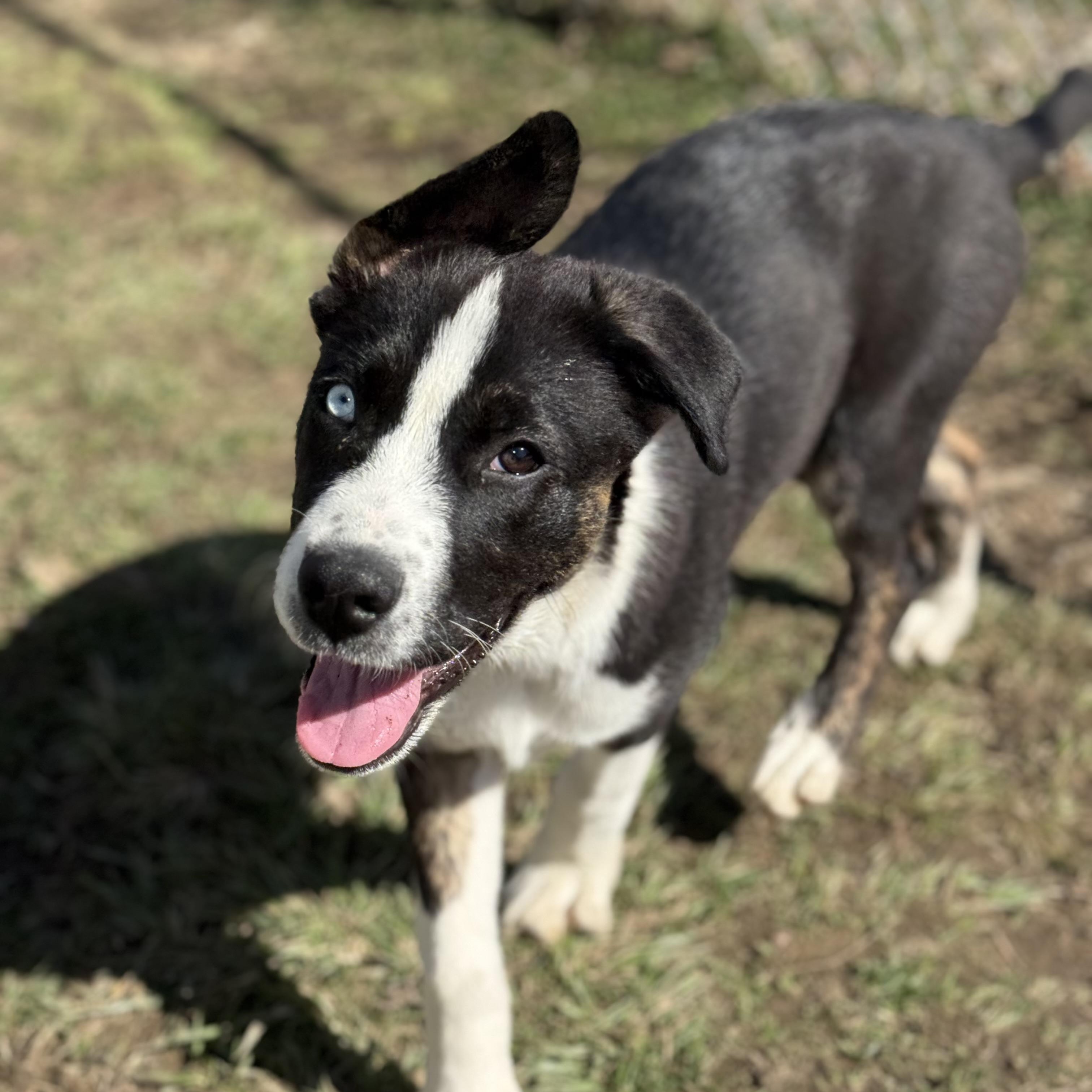 Enlarge Molly, a Adoptable mixed breed in Glenolden, PA image 4/6