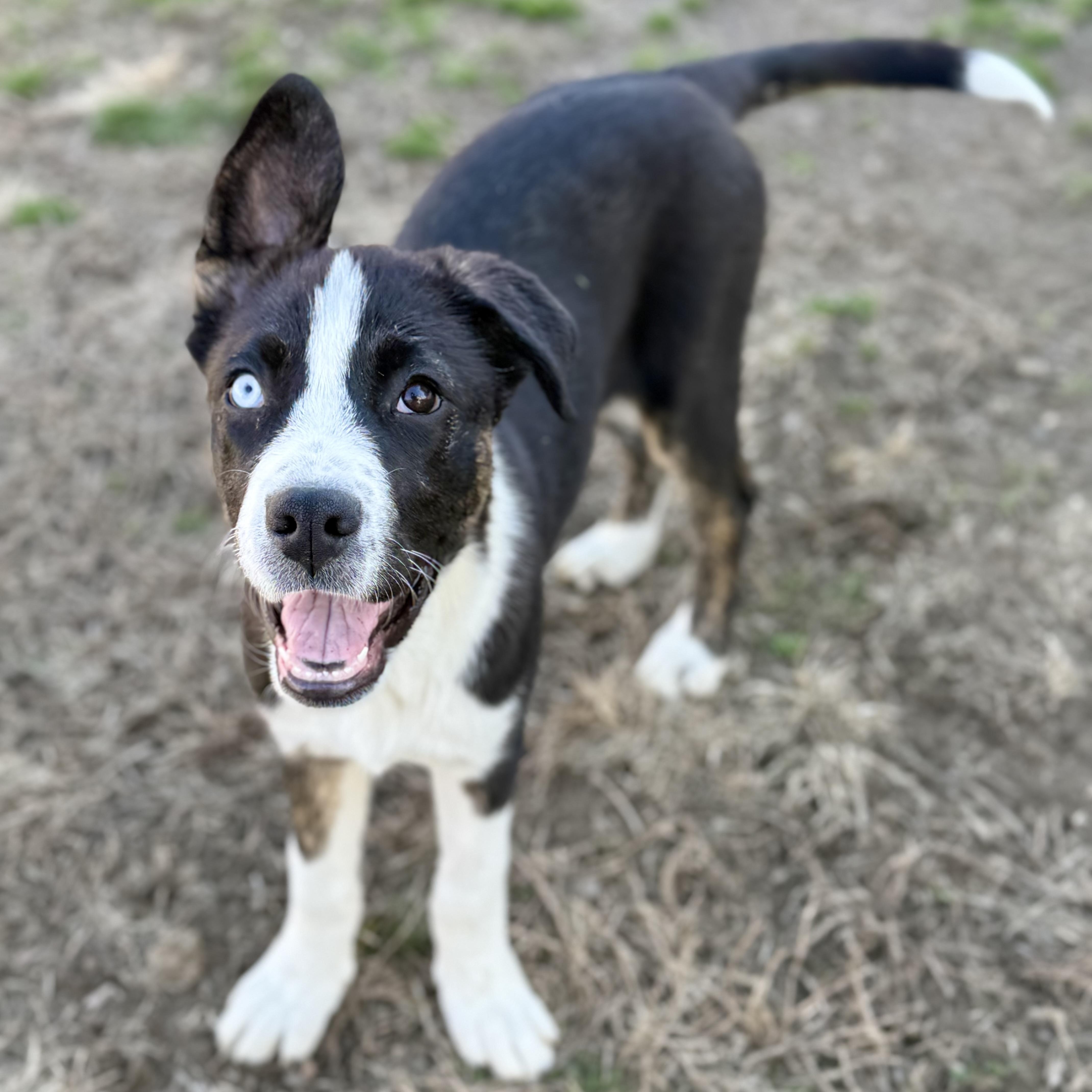 Molly, Adoptable, Puppy Female Border Collie & Australian Shepherd.