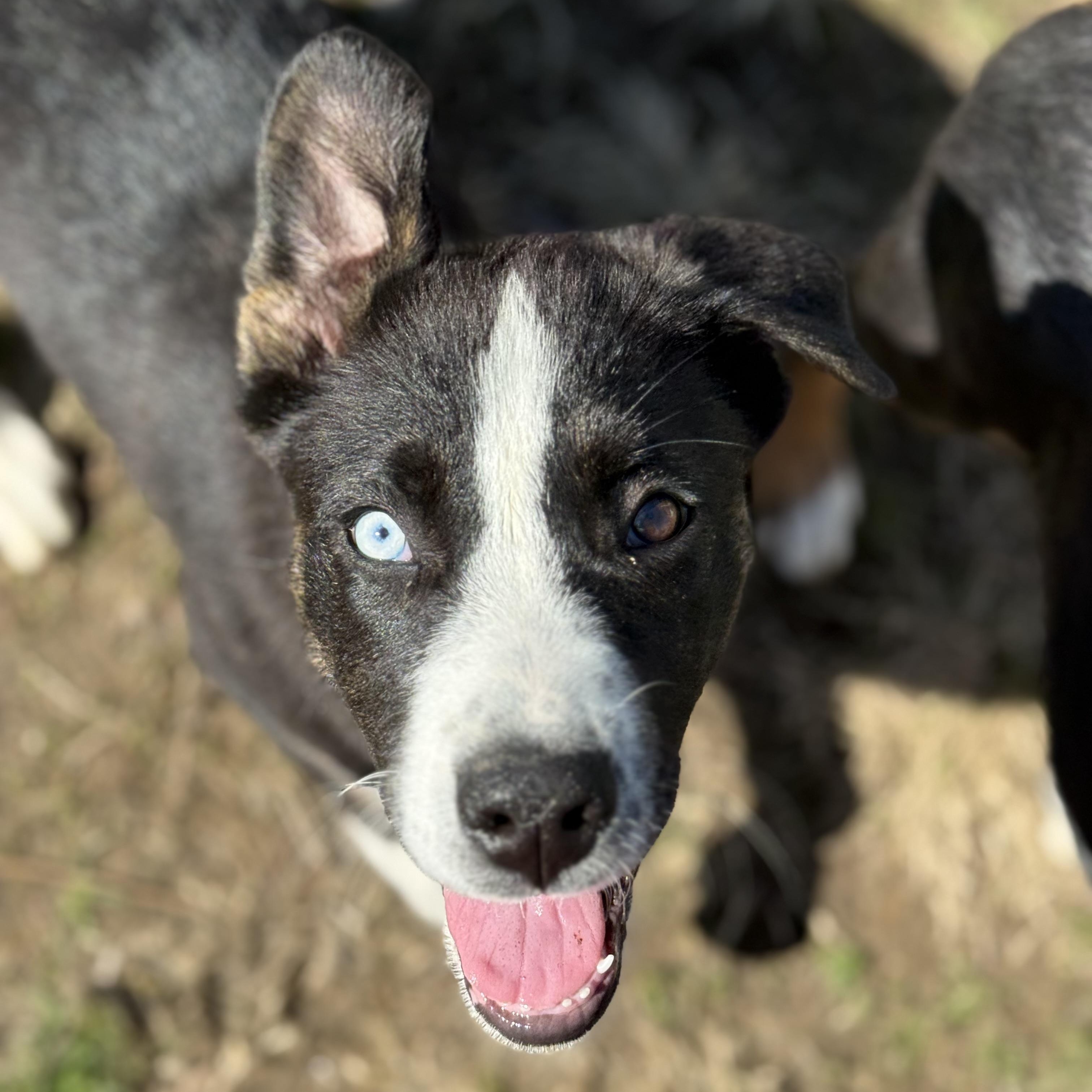 Enlarge Molly, a Adoptable mixed breed in Glenolden, PA image 2/6