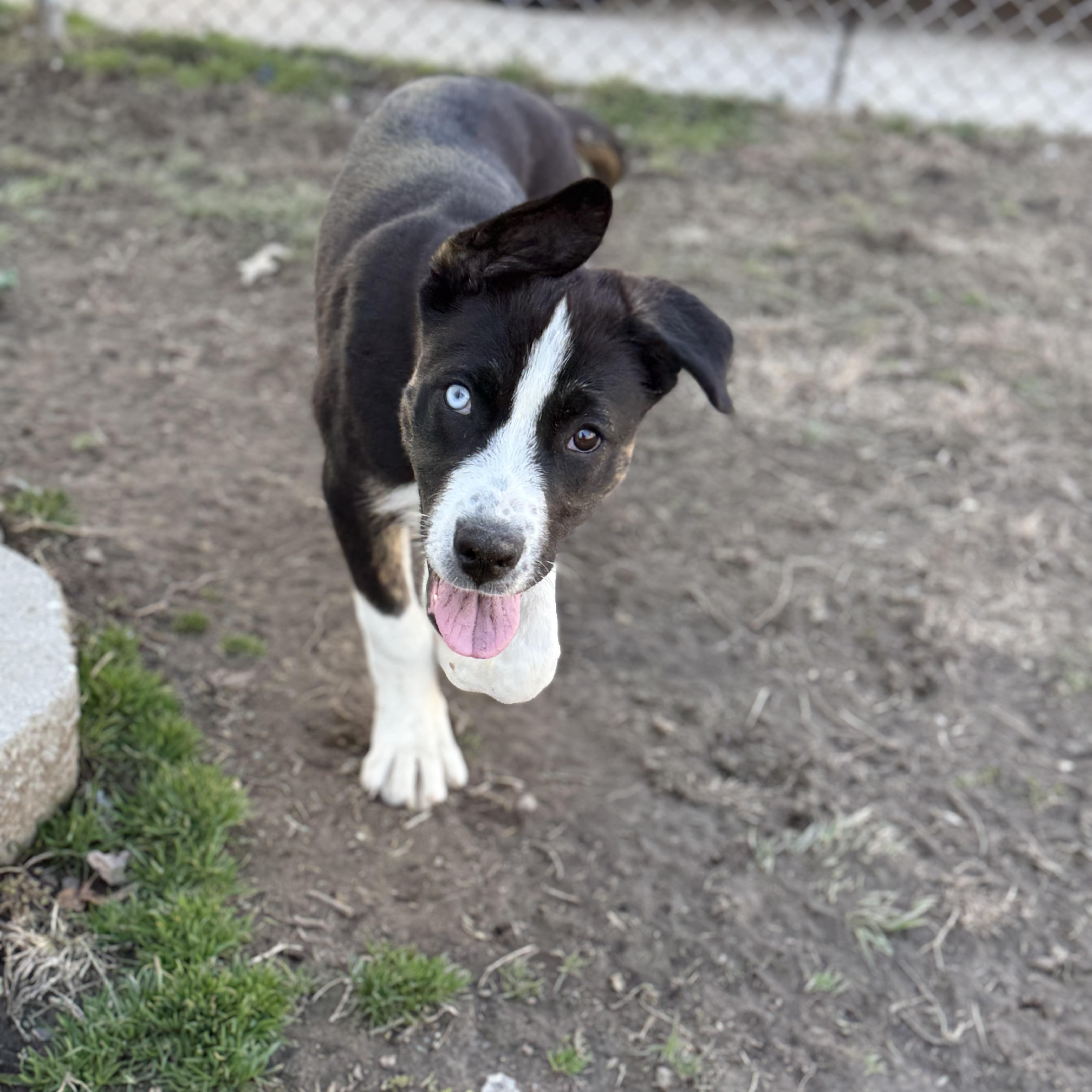 Enlarge Molly, a Adoptable mixed breed in Glenolden, PA image 6/6