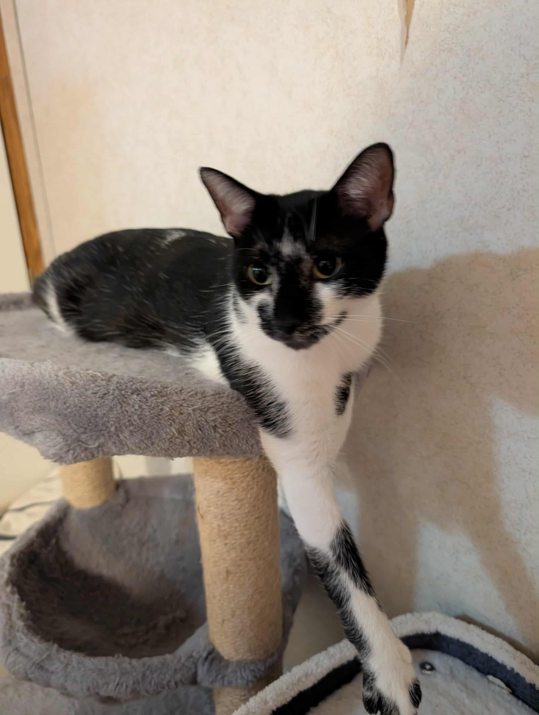 Willow , ADOPTABLE, Adult Female Domestic Short Hair.