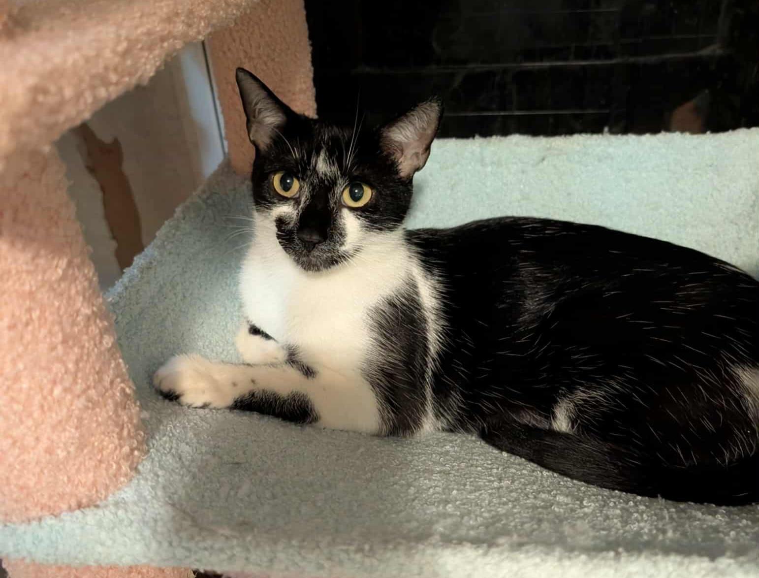 Willow , ADOPTABLE, Adult Female Domestic Short Hair.