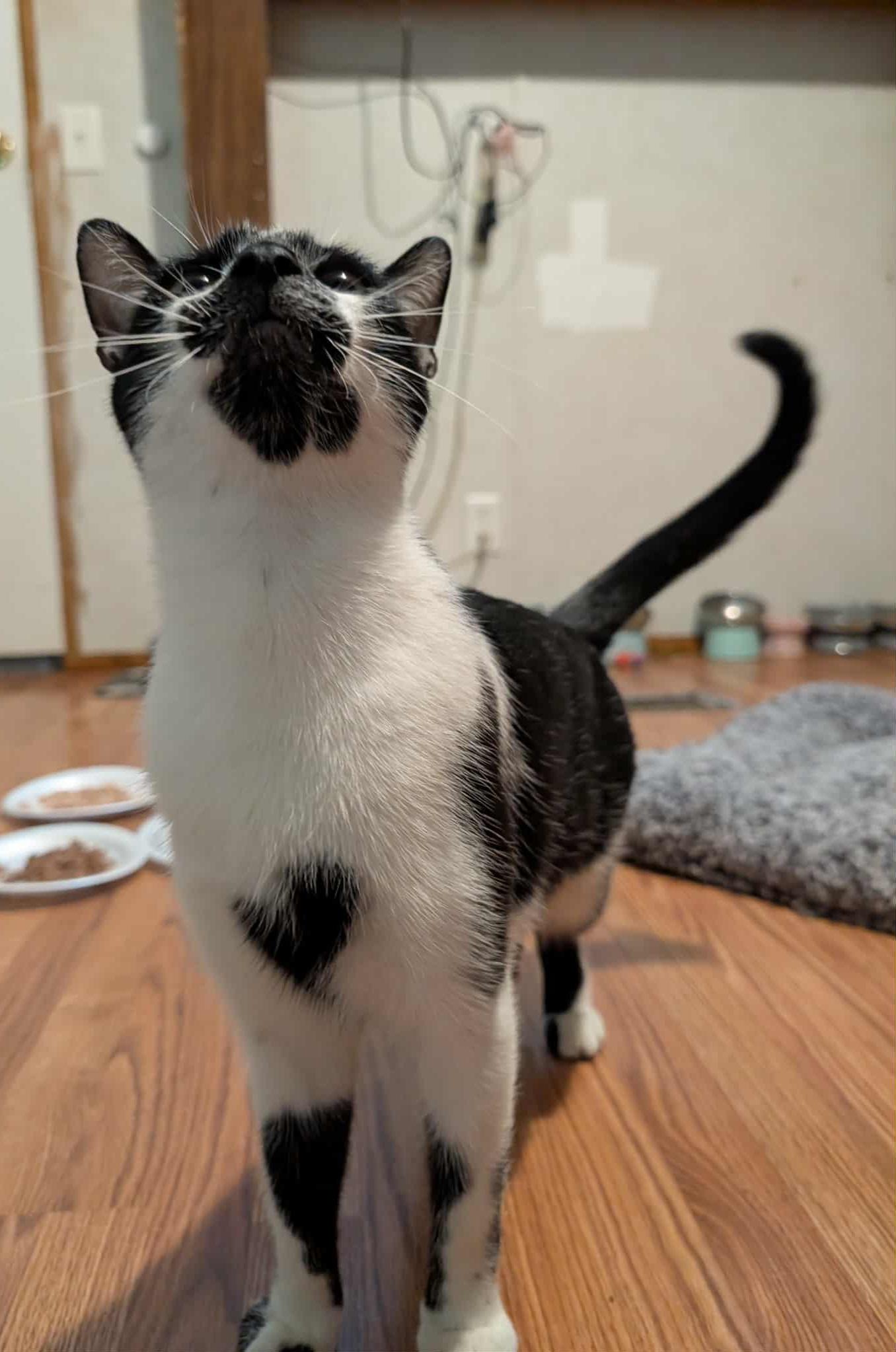 Enlarge Willow , a ADOPTABLE Domestic Short Hair in Granite Falls, NC image 3/6