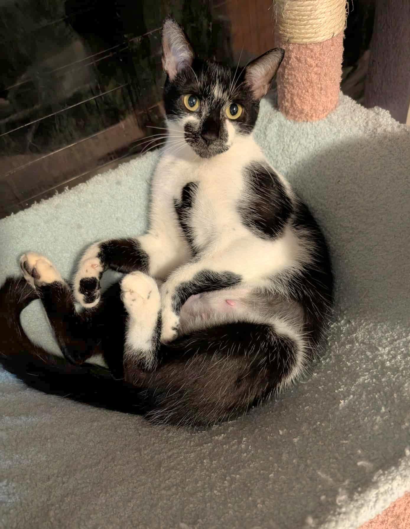 Enlarge Willow , a ADOPTABLE Domestic Short Hair in Granite Falls, NC image 4/6