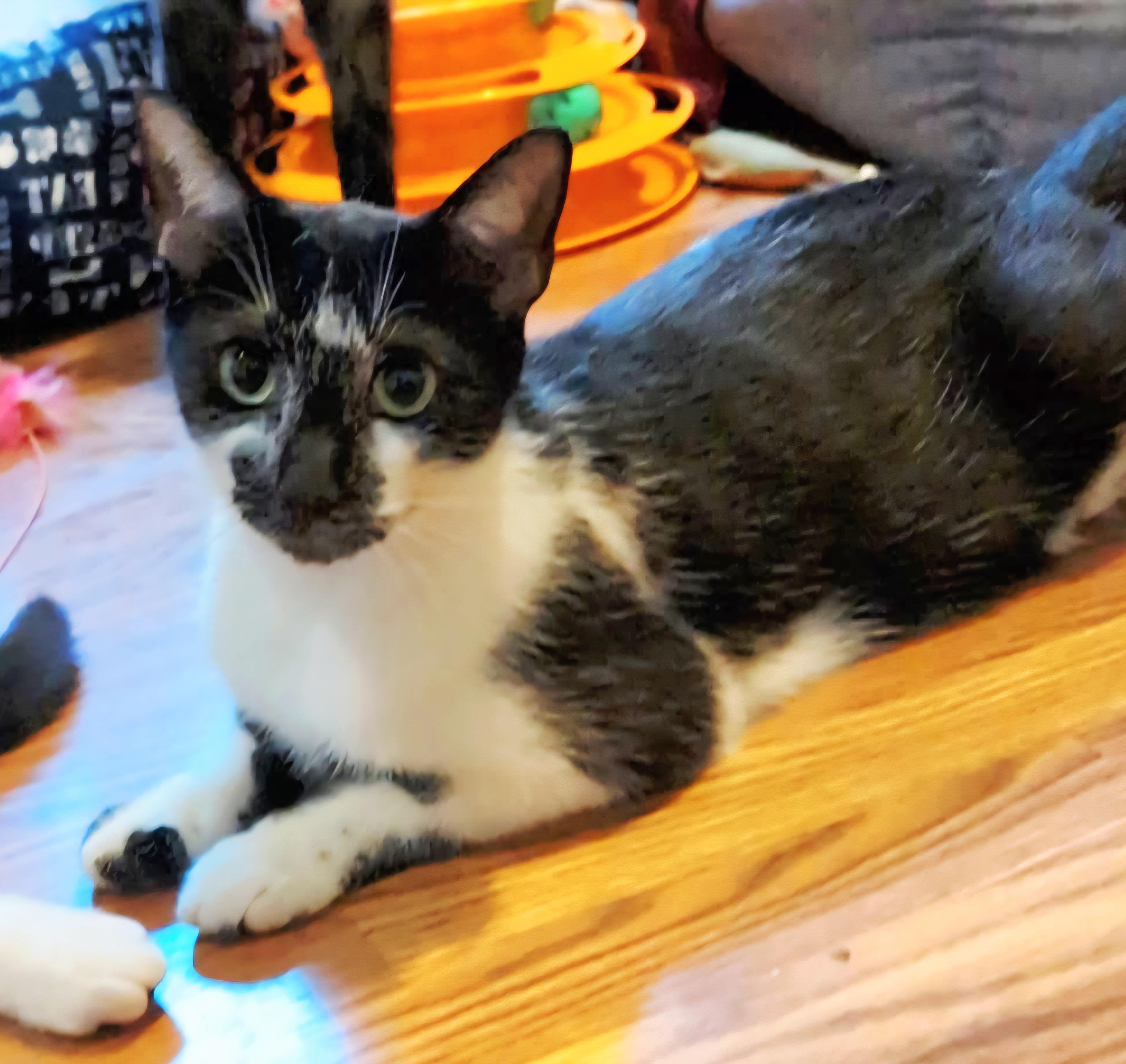 Enlarge Willow , a ADOPTABLE Domestic Short Hair in Granite Falls, NC image 5/6