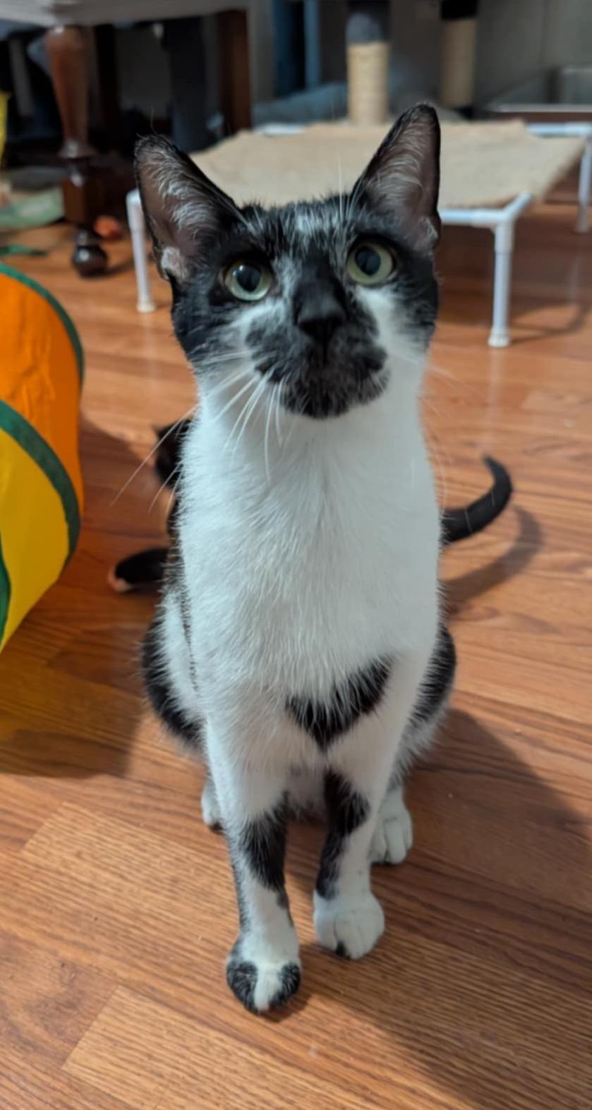 Enlarge Willow , a ADOPTABLE Domestic Short Hair in Granite Falls, NC image 6/6