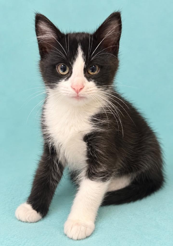 Enlarge Nyx, a Adoptable mixed breed in Columbia, TN image 2/2