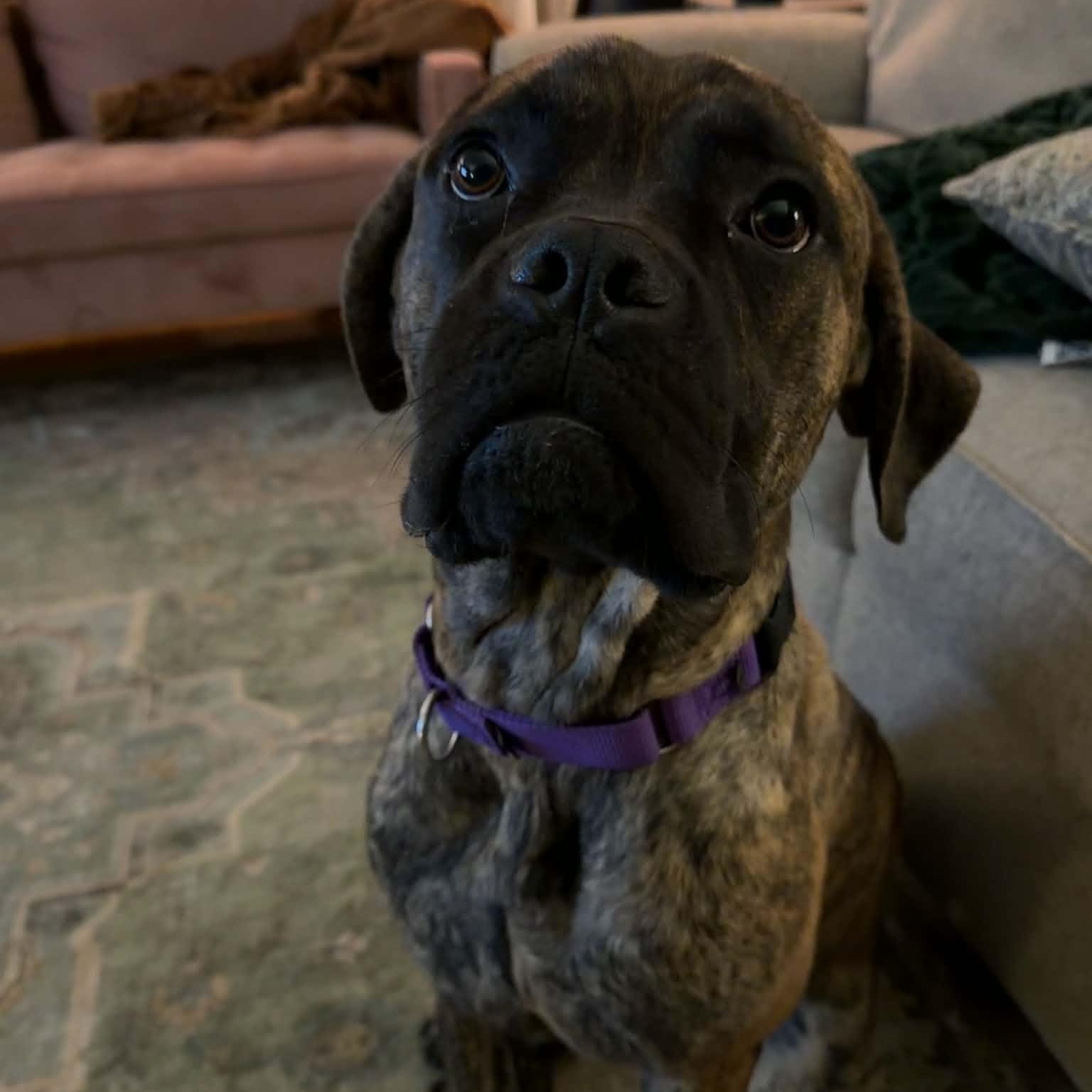 Enlarge Ember, a Adoptable mixed breed in Buffalo, NY image 5/6