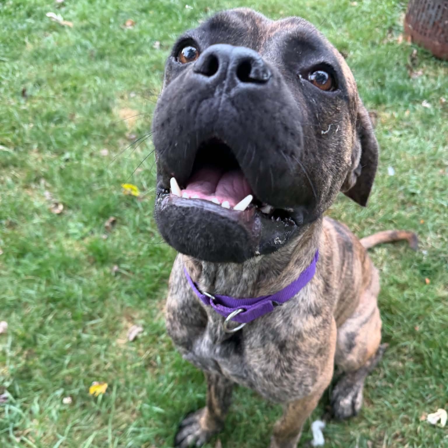 Enlarge Ember, a Adoptable mixed breed in Buffalo, NY image 1/6