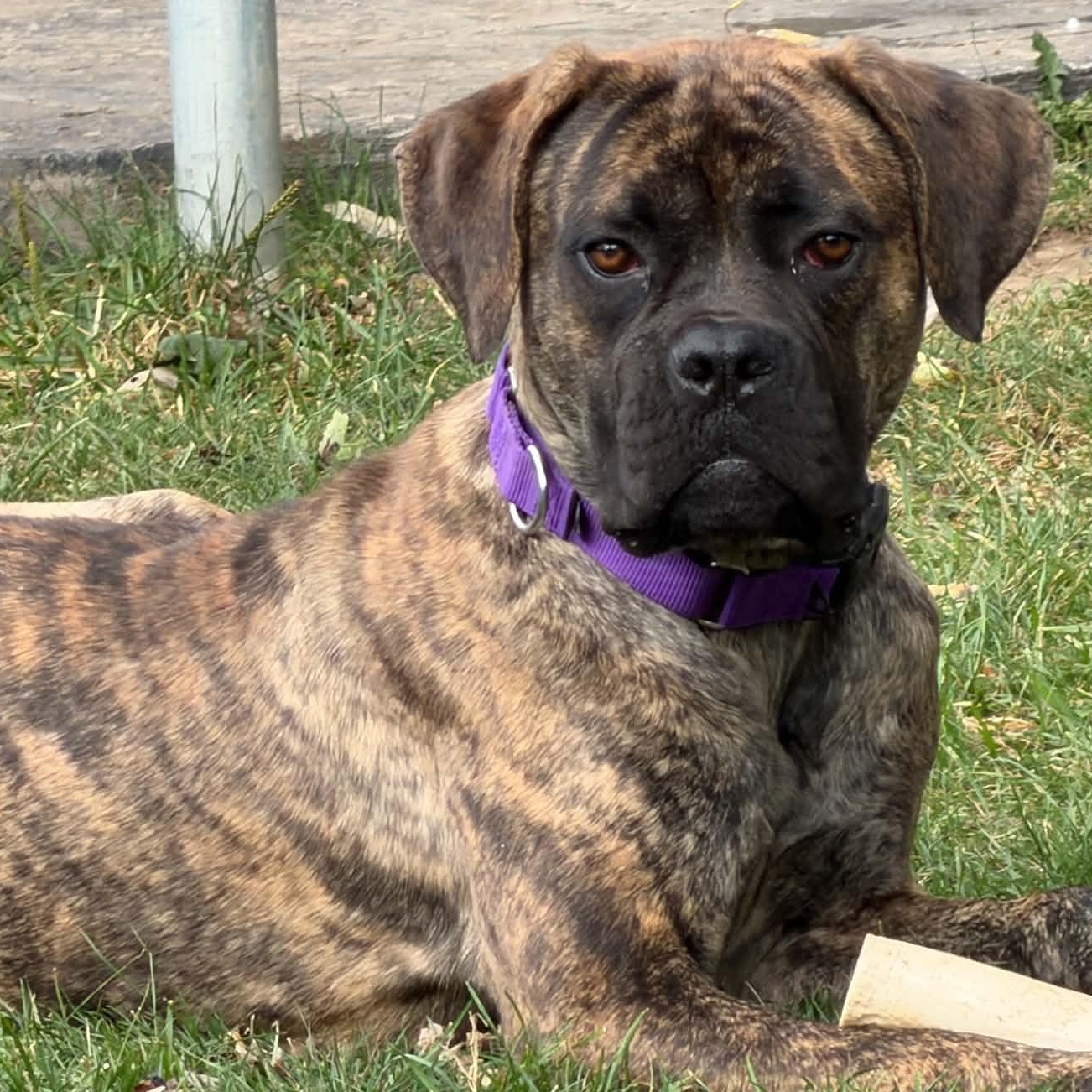 Enlarge Ember, a Adoptable mixed breed in Buffalo, NY image 4/6