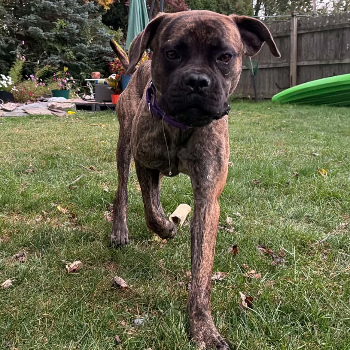Enlarge Ember, a Adoptable mixed breed in Buffalo, NY image 2/6