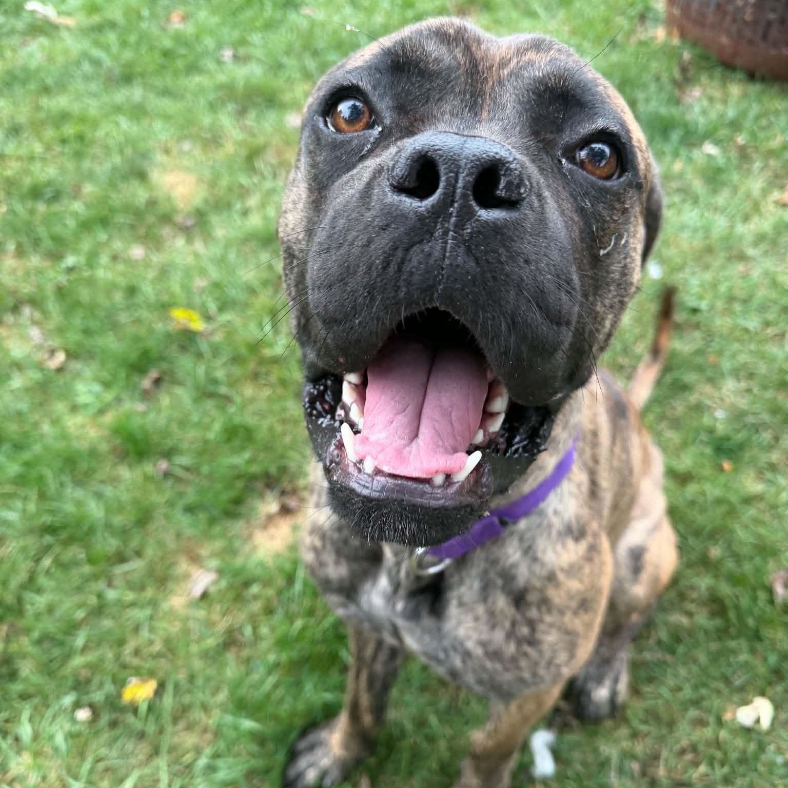 Enlarge Ember, a Adoptable mixed breed in Buffalo, NY image 3/6
