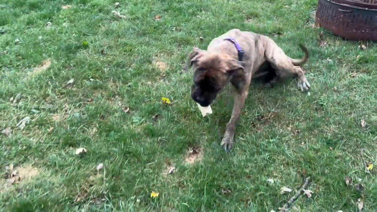 Enlarge Ember, a Adoptable mixed breed in Buffalo, NY video 6/6