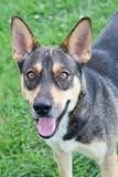 Boo, a Adoptable mixed breed in Columbia, TN image 1/3