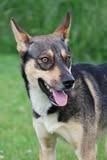 Boo, a Adoptable mixed breed in Columbia, TN image 2/3