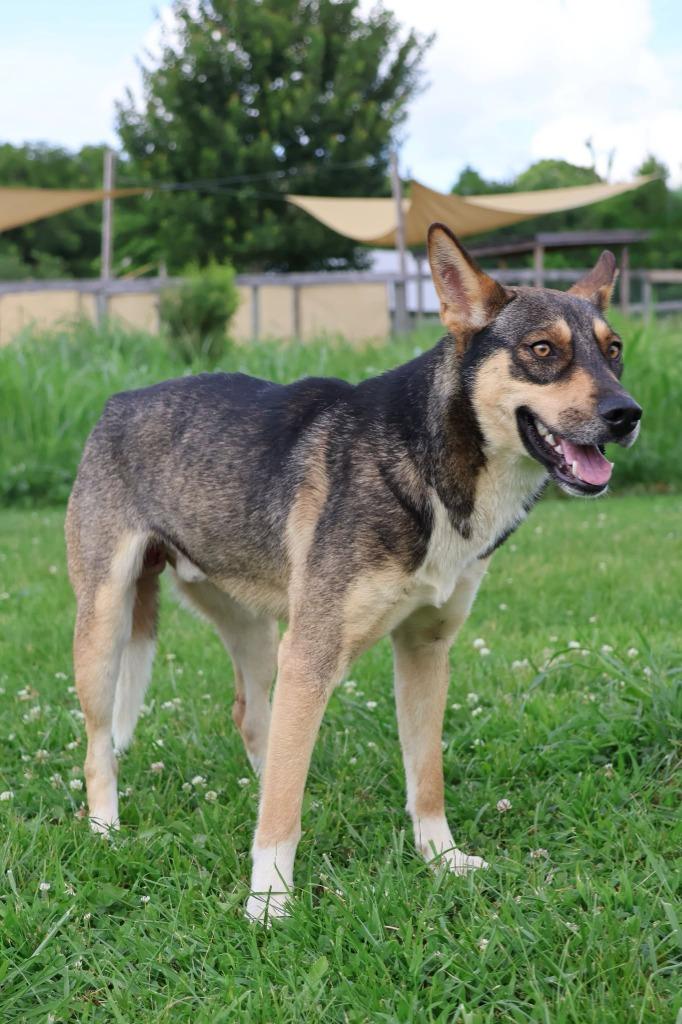 Enlarge Boo, a Adoptable mixed breed in Columbia, TN image 3/4