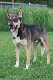 Boo, a Adoptable mixed breed in Columbia, TN image 3/3