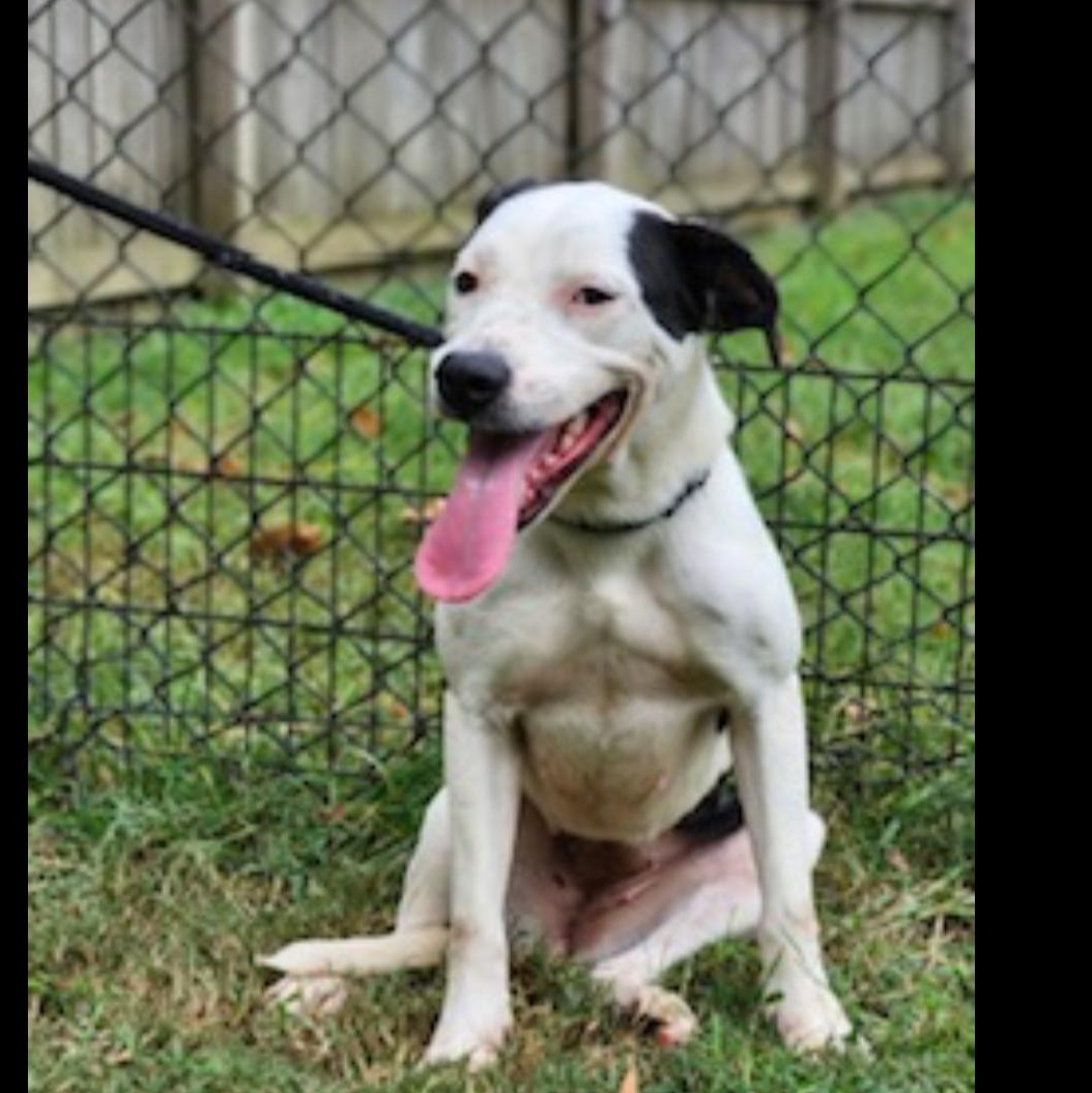 Charlotte, Adoptable, Adult Female Labrador Retriever.