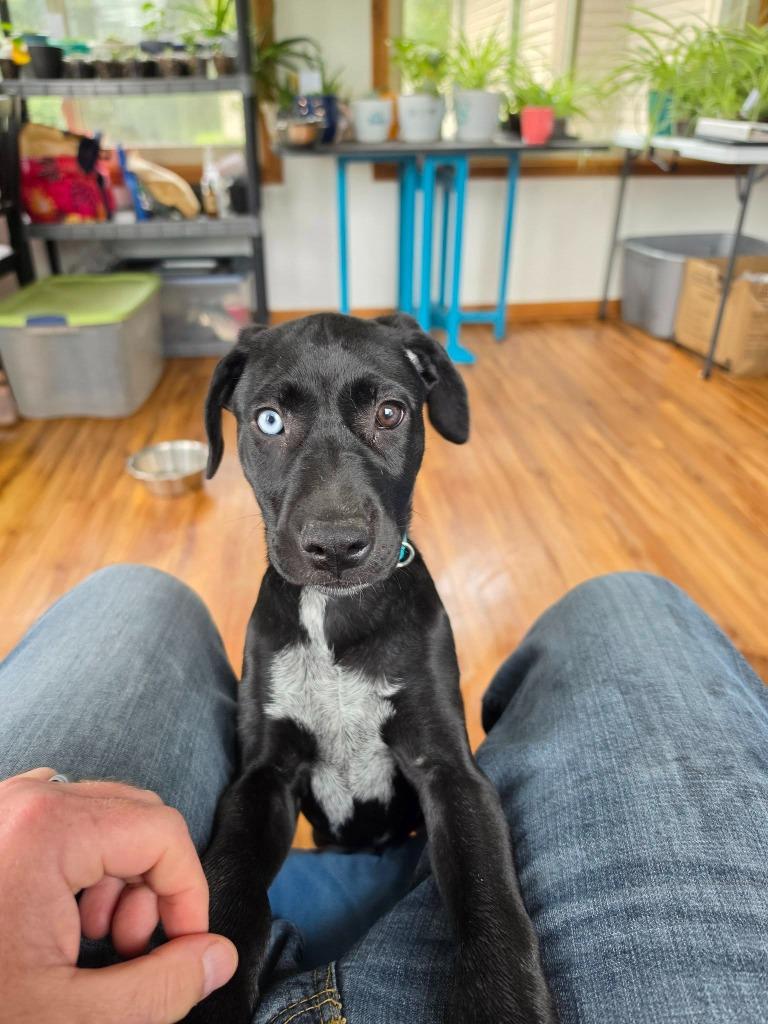 Enlarge Suzie- Teal, a Adoptable Labrador Retriever in Charlotte, MI image 1/2