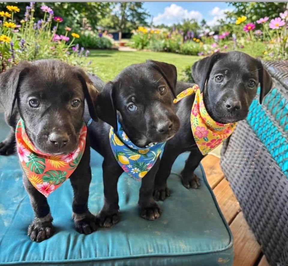 Enlarge Suzie- Teal, a Adoptable Labrador Retriever in Charlotte, MI image 2/2