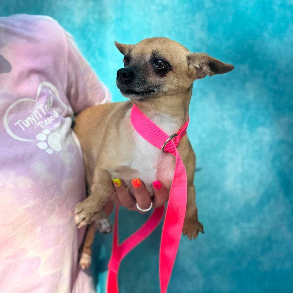 Amelia, Adoptable, Adult Female Chihuahua & Chihuahua.