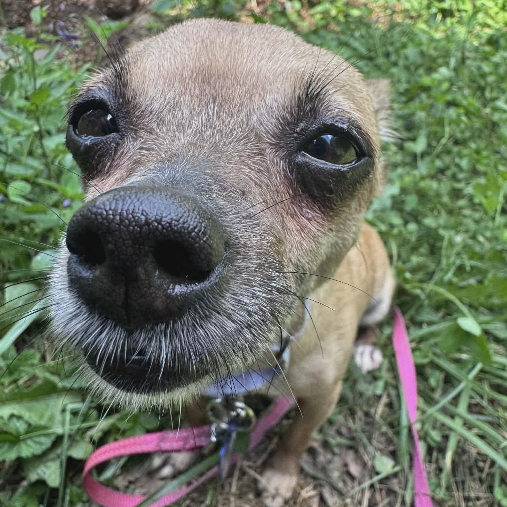 Enlarge Amelia, a Adoptable mixed breed in St. Charles, IL image 2/6