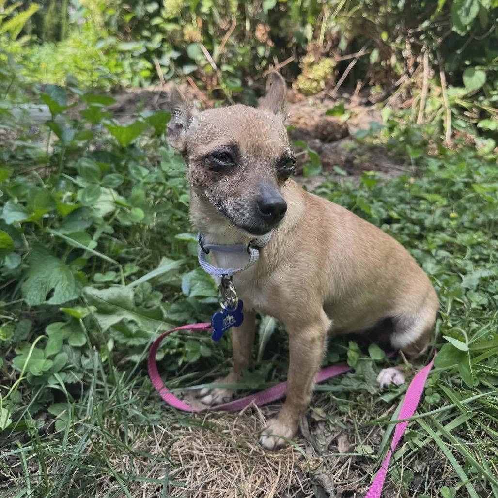 Enlarge Amelia, a Adoptable mixed breed in St. Charles, IL image 3/6