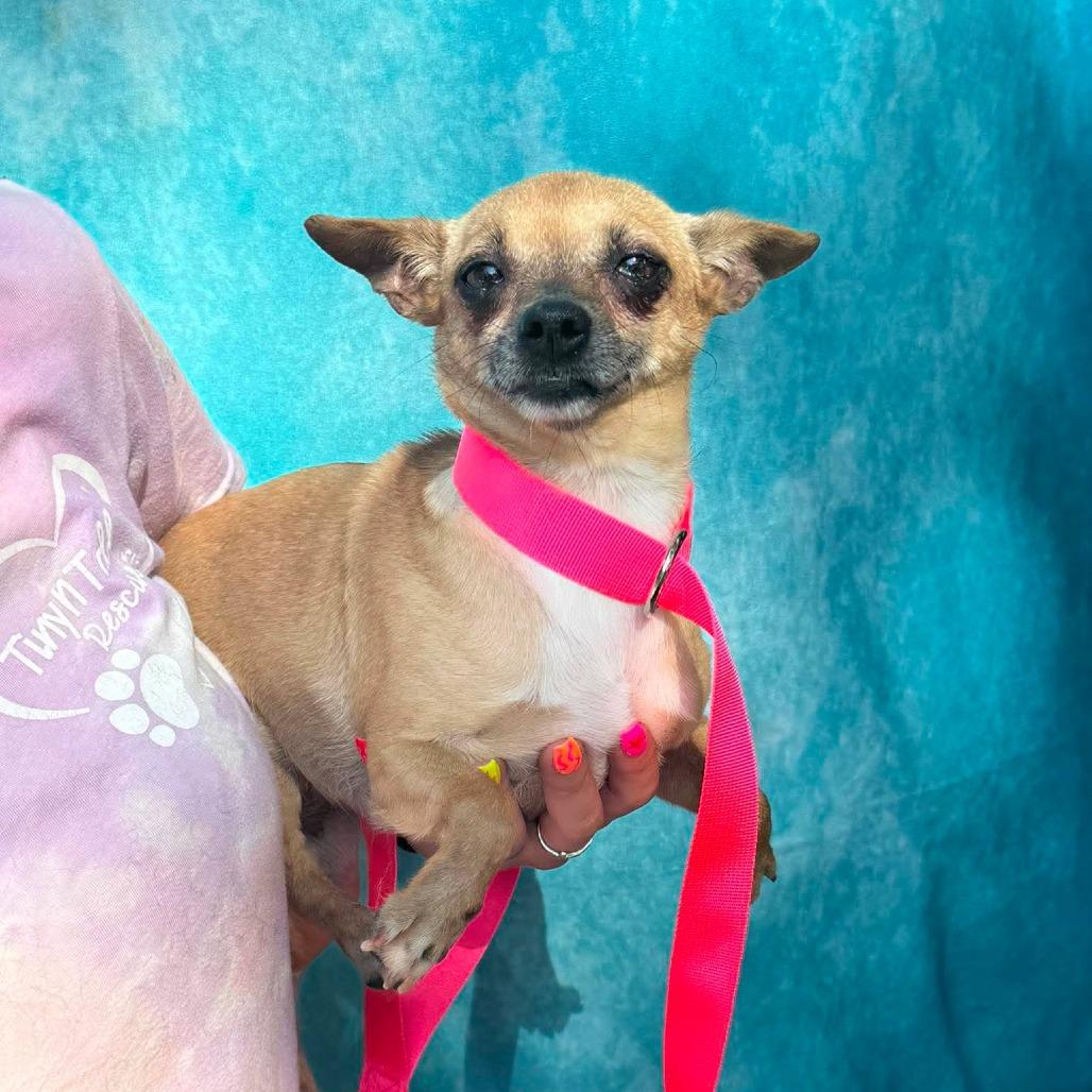 Enlarge Amelia, a Adoptable mixed breed in St. Charles, IL image 5/6