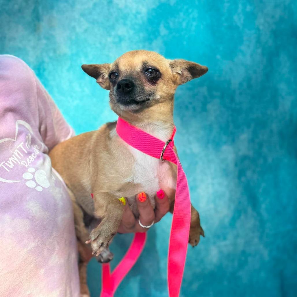 Enlarge Amelia, a Adoptable mixed breed in St. Charles, IL image 6/6