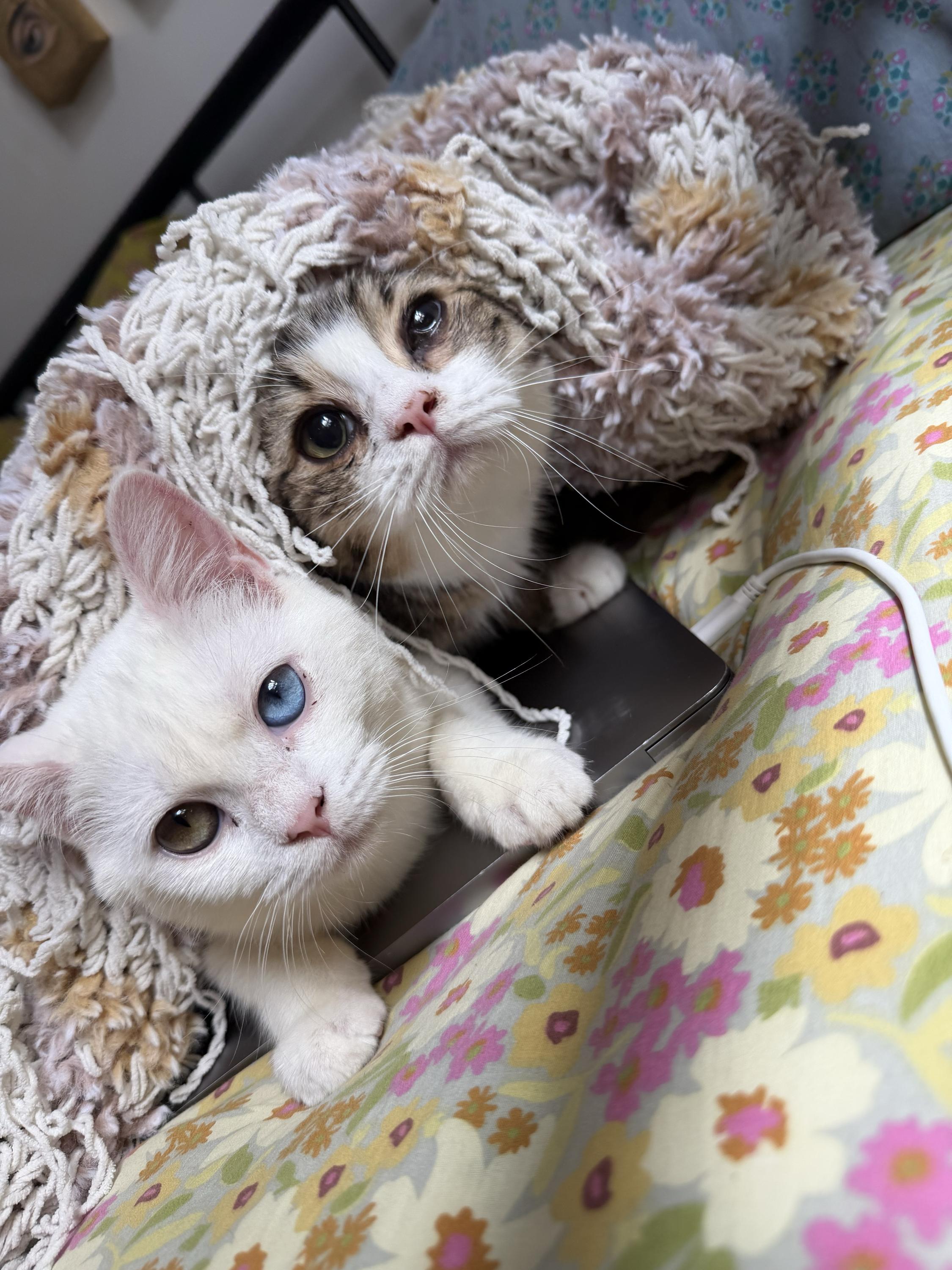 Enlarge Lychee (Bonded to Munchkin), a Adoptable Domestic Short Hair in Long Island City, NY image 2/5