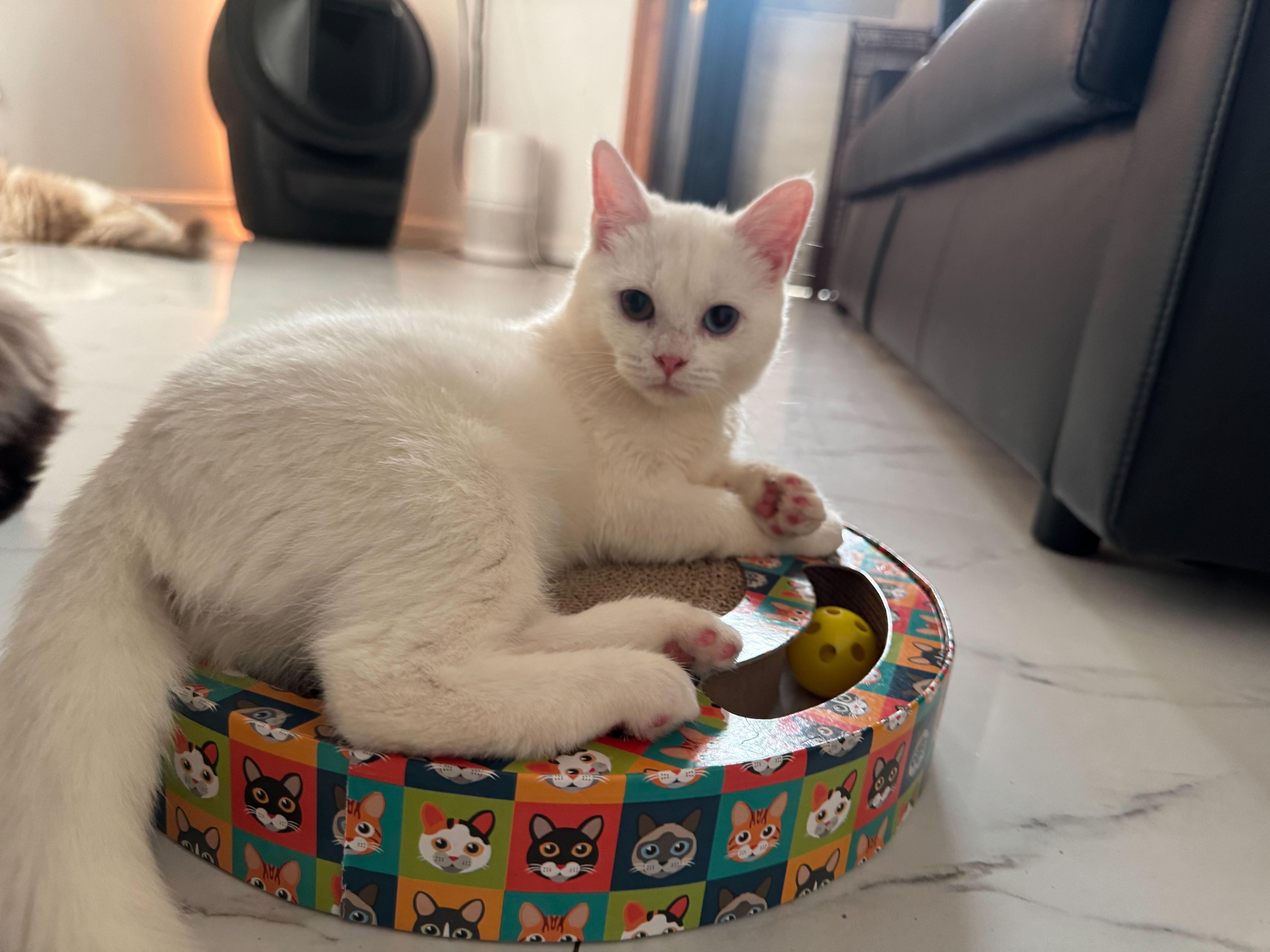 Enlarge Lychee (Bonded to Munchkin), a Adoptable Domestic Short Hair in Long Island City, NY image 4/5