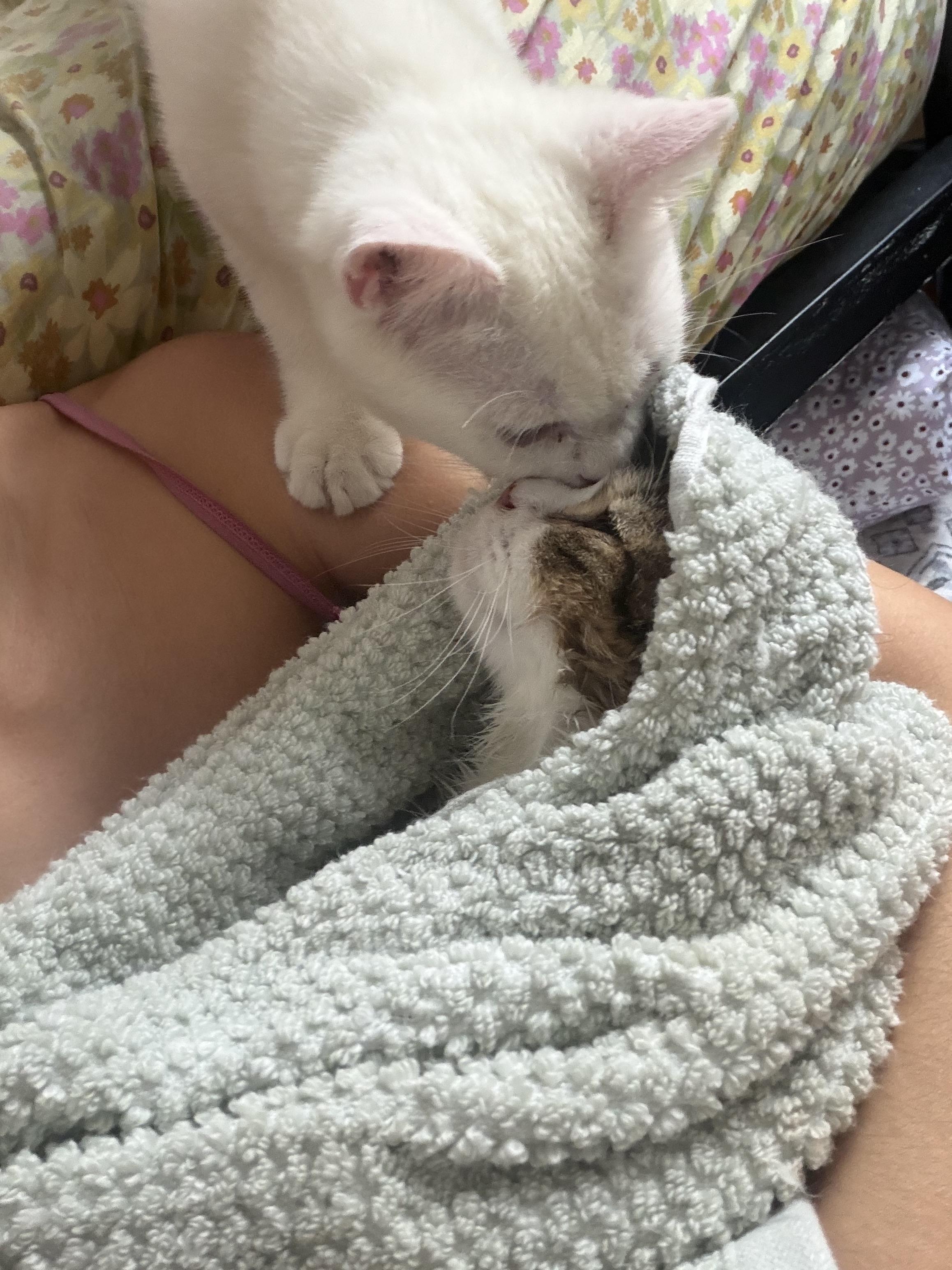 Enlarge Lychee (Bonded to Munchkin), a Adoptable Domestic Short Hair in Long Island City, NY image 3/5