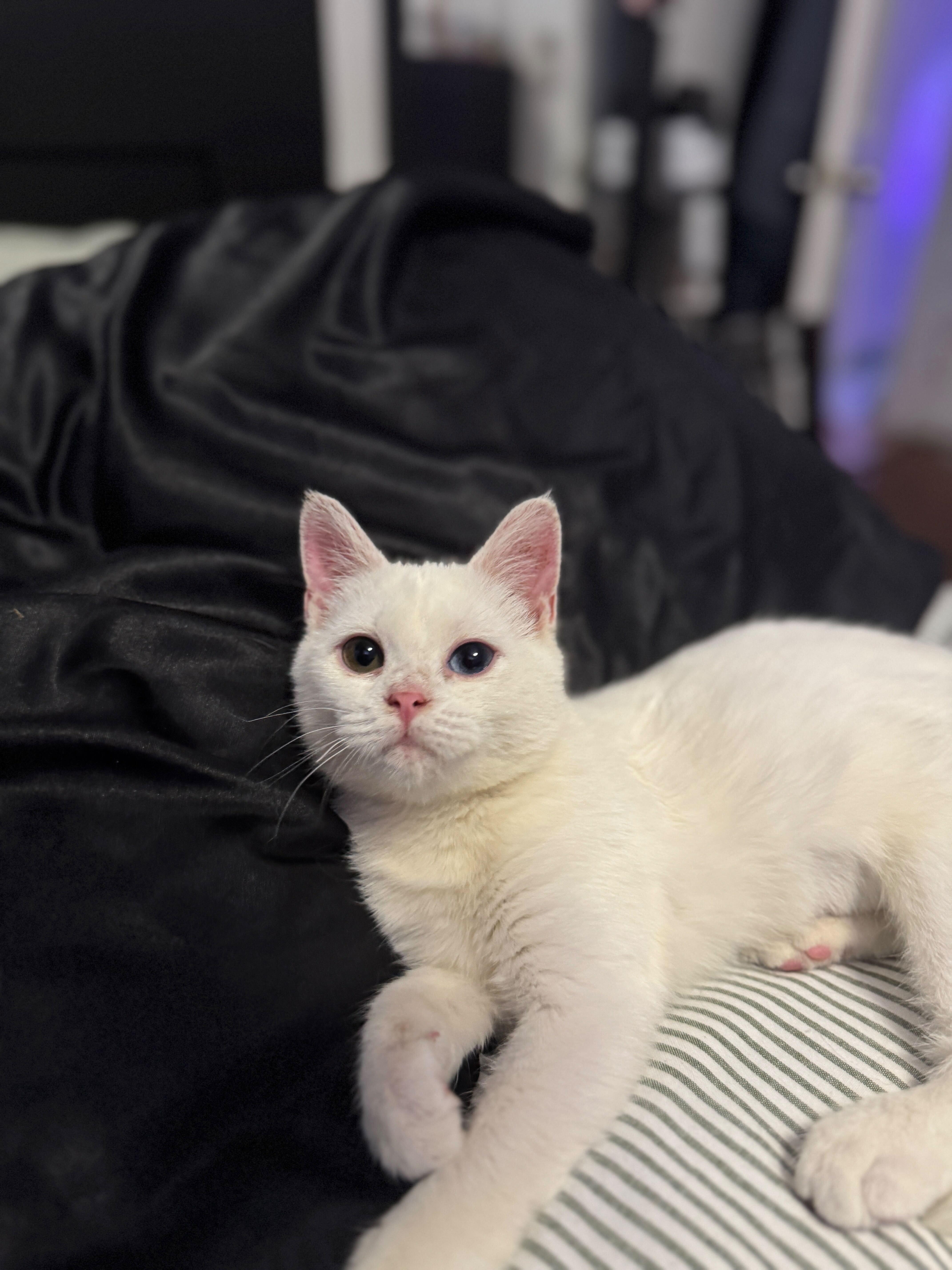 Enlarge Lychee (Bonded to Munchkin), a Adoptable Domestic Short Hair in Long Island City, NY image 1/5