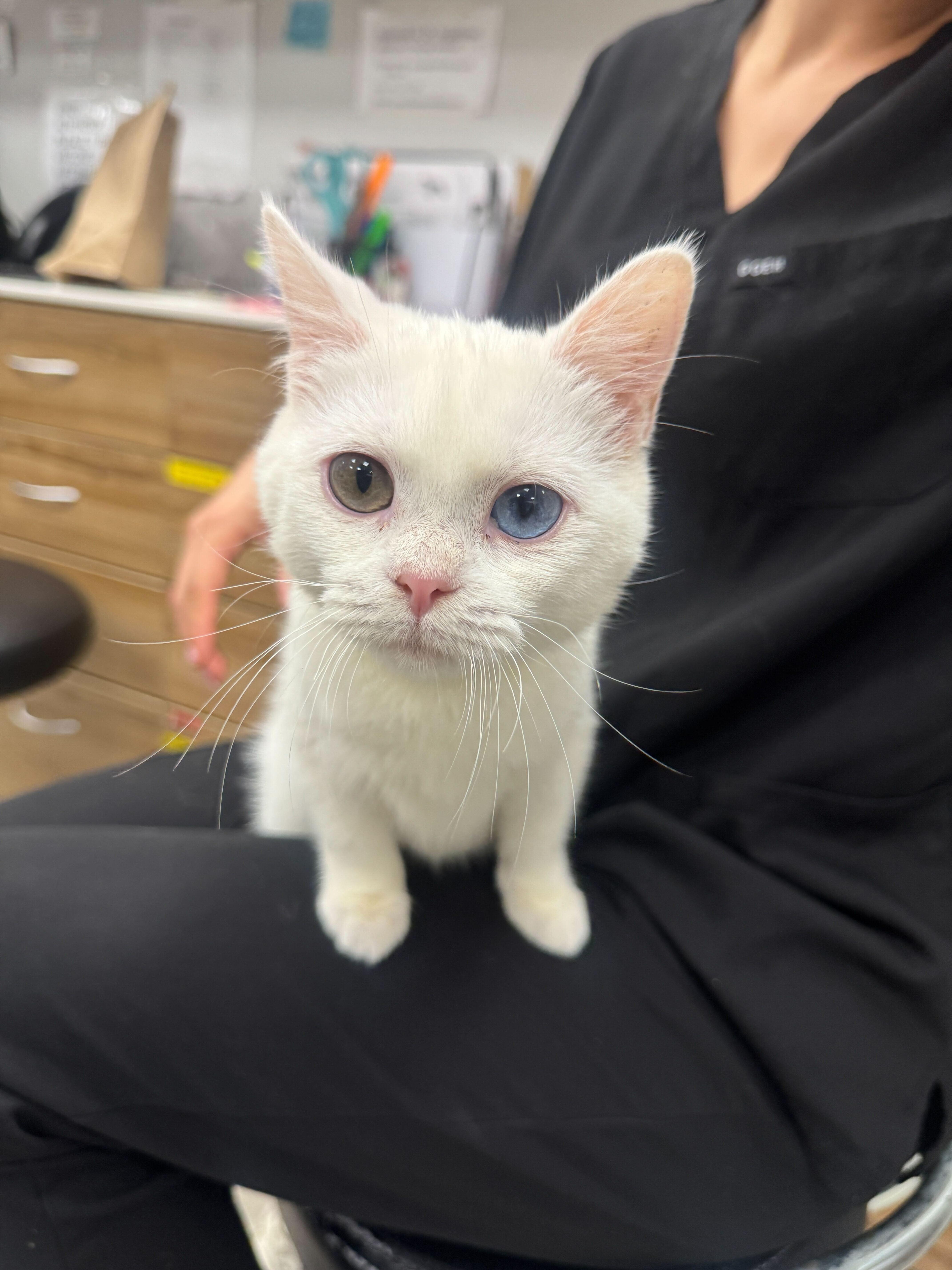 Enlarge Lychee (Bonded to Munchkin), a Adoptable Domestic Short Hair in Long Island City, NY image 5/5