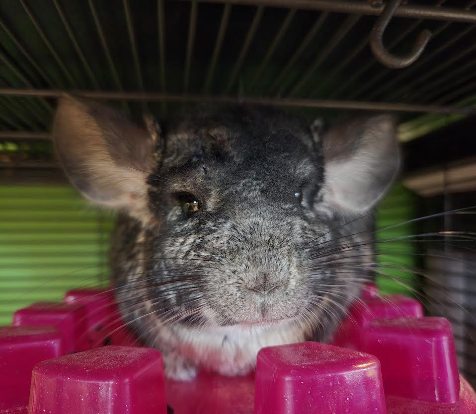 Enlarge Chipotle "Chip", an adopted Chinchilla in Bellingham, WA image 2/3
