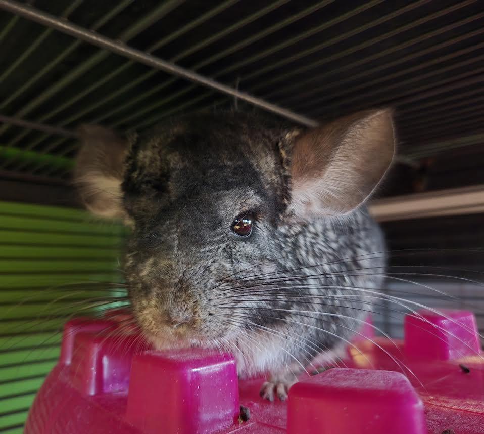Enlarge Chipotle "Chip", an adopted Chinchilla in Bellingham, WA image 3/3