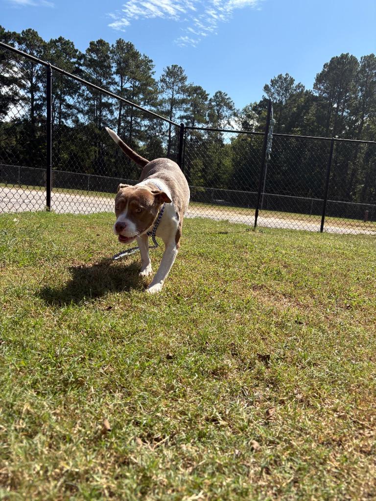 Enlarge Lucy, a Adoptable mixed breed in Effingham, SC image 1/2