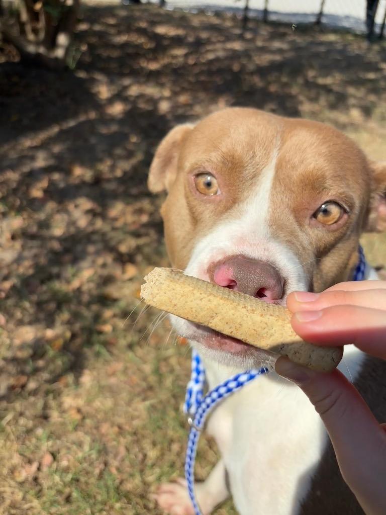 Enlarge Lucy, a Adoptable mixed breed in Effingham, SC image 2/2