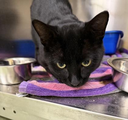 Felix, ADOPTABLE, Young Male Domestic Short Hair.