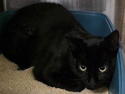 Enlarge Felix, a ADOPTABLE Domestic Short Hair in Dubuque, IA image 2/2
