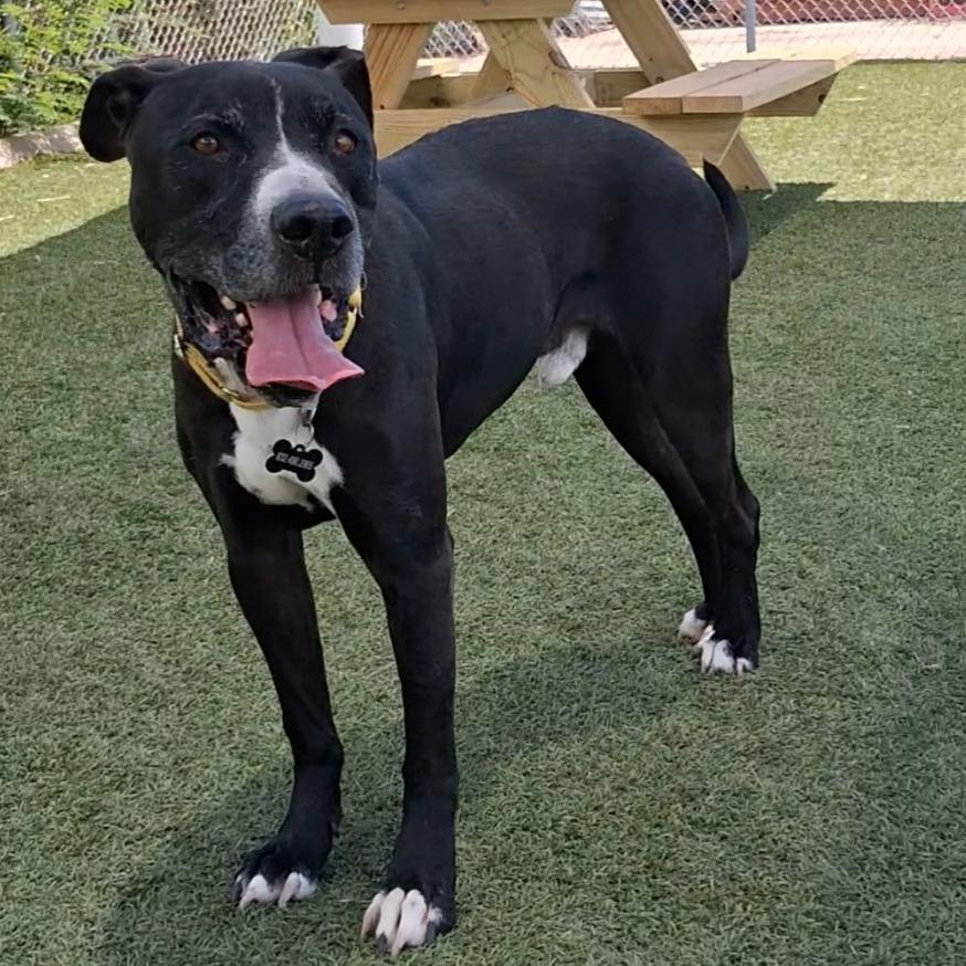 Enlarge Buster, a Adoptable mixed breed in Galveston, TX image 1/1