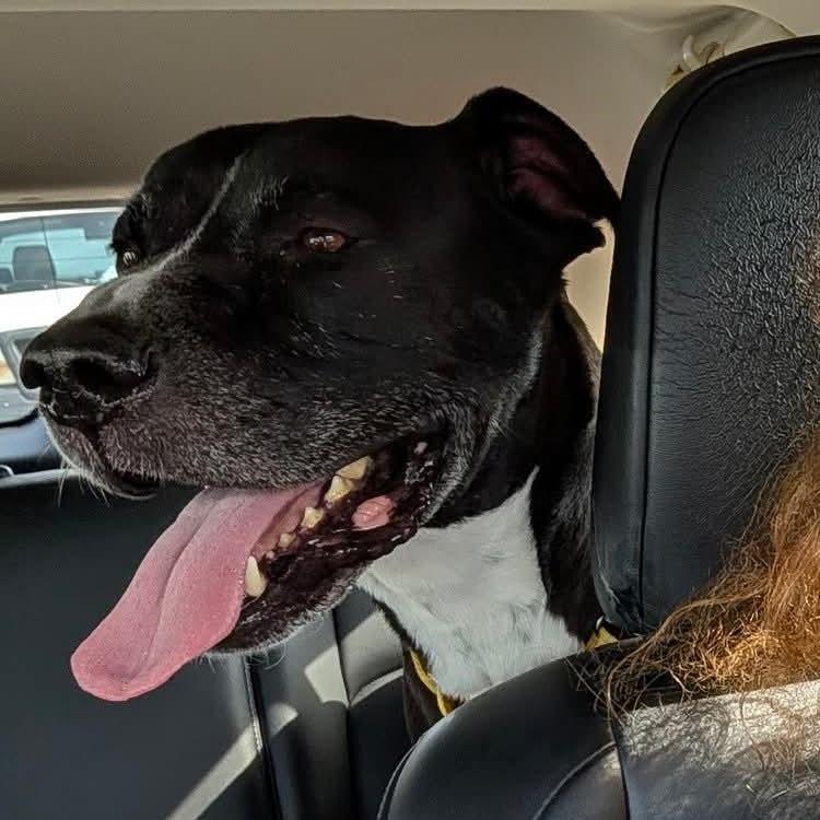Buster, Adoptable, Adult Male Staffordshire Bull Terrier.