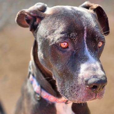 Enlarge Buster, a Adoptable Staffordshire Bull Terrier in Galveston, TX image 1/1