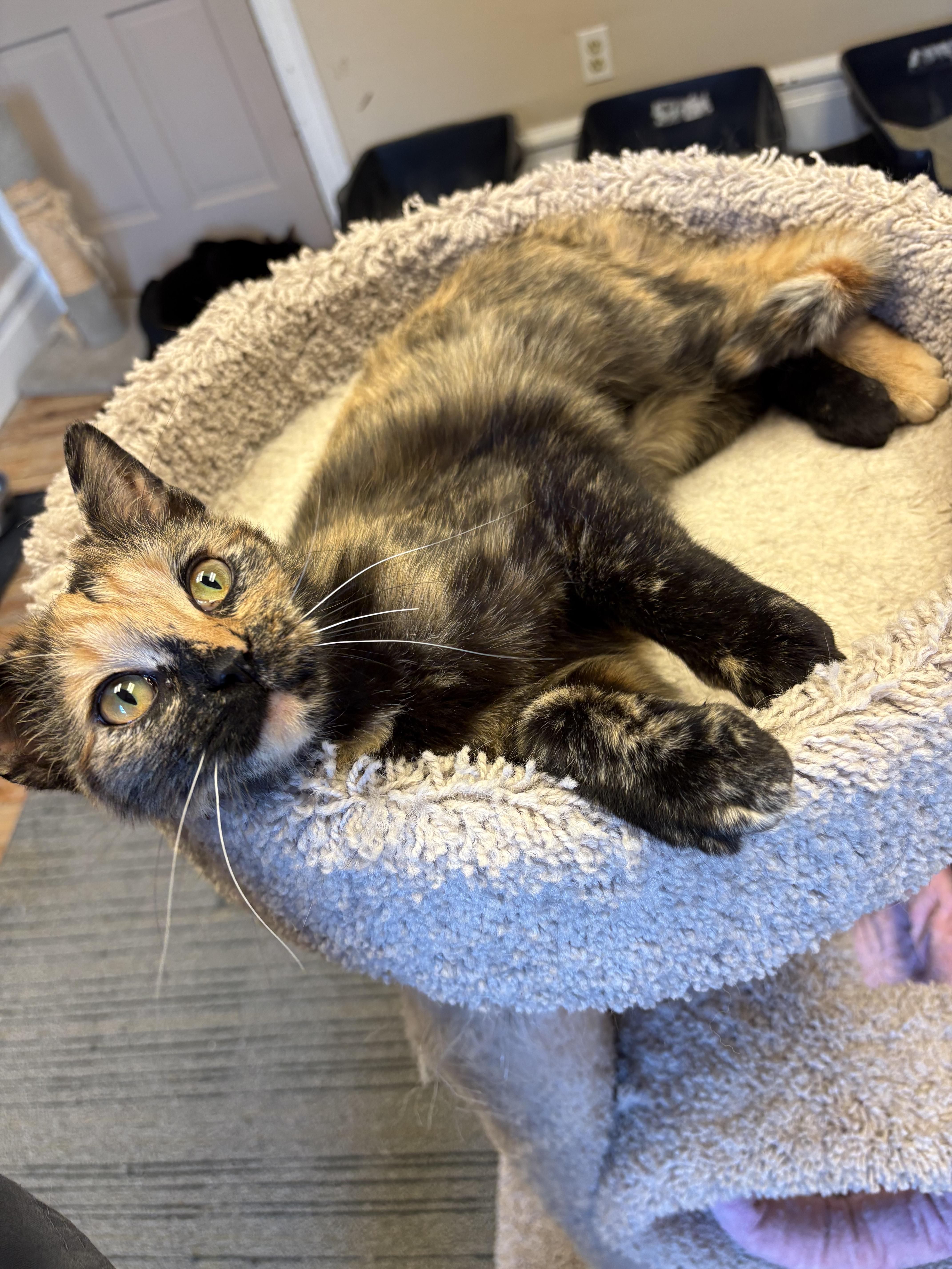 Enlarge Teagan, an adopted mixed breed in Allentown, PA image 3/3