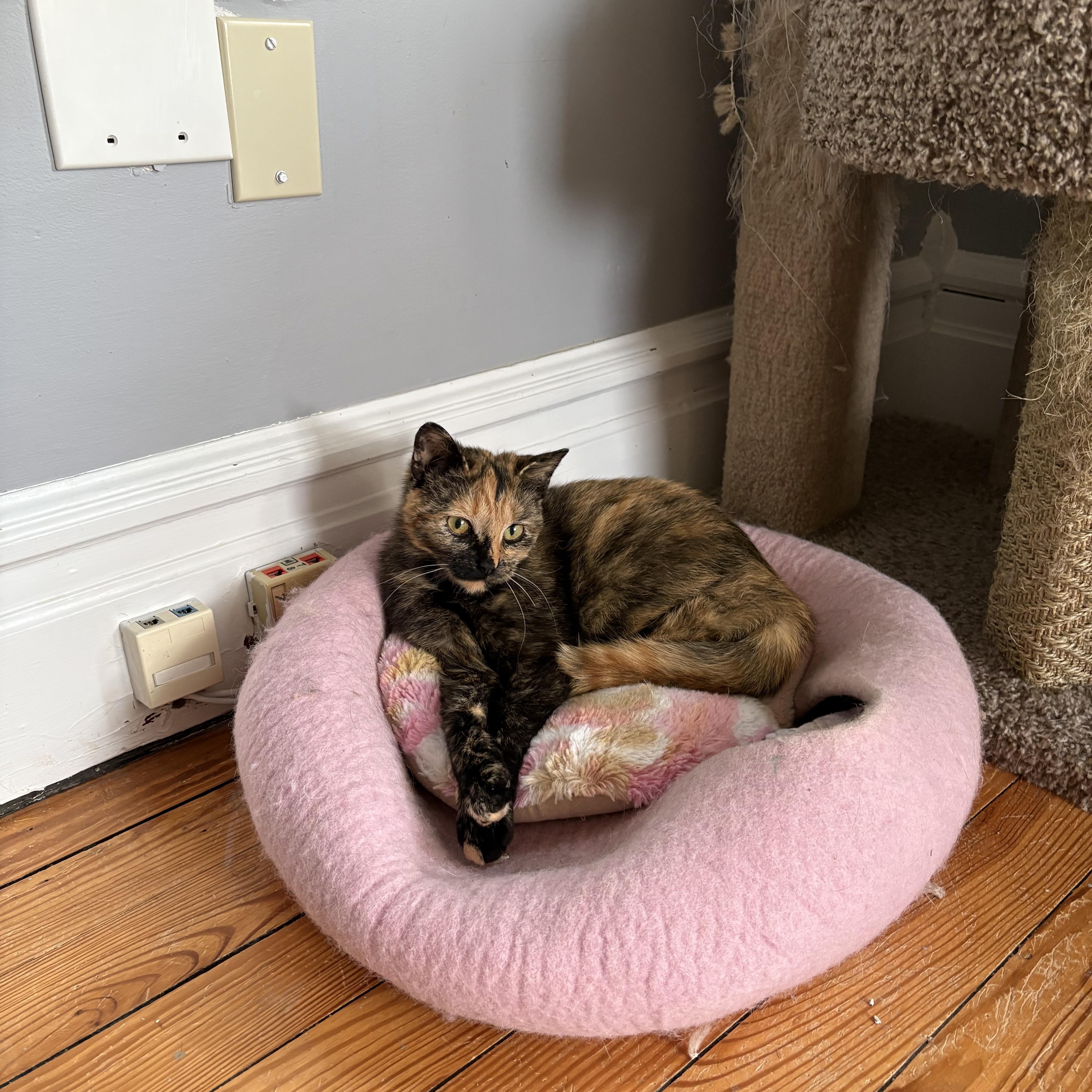 Enlarge Teagan, an adopted mixed breed in Allentown, PA image 2/3