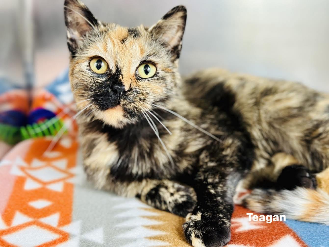 Teagan, adopted, Adult Female Tortoiseshell & Domestic Short Hair.