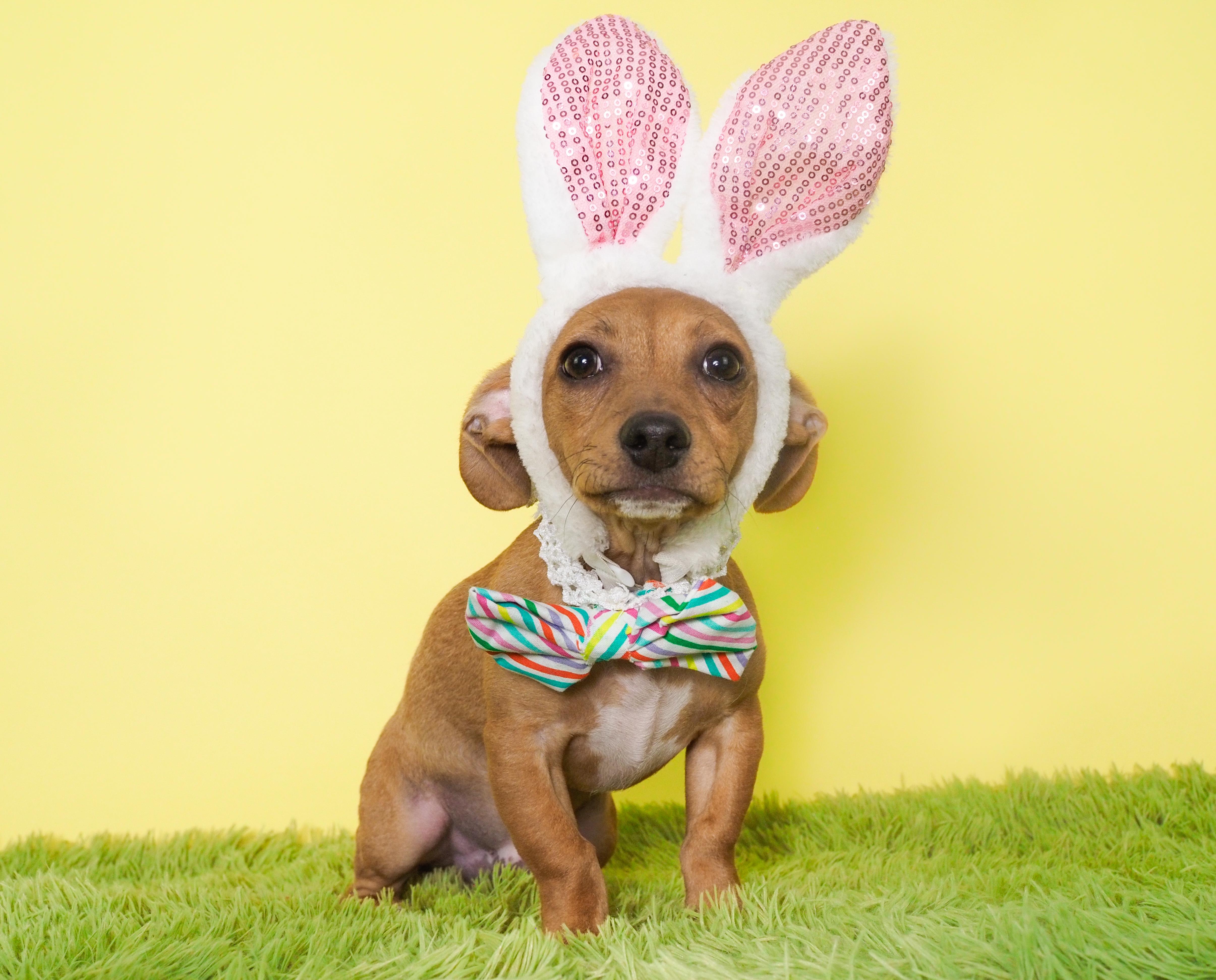 Enlarge Topaz, a ADOPTABLE mixed breed in PHOENIX, AZ image 1/6