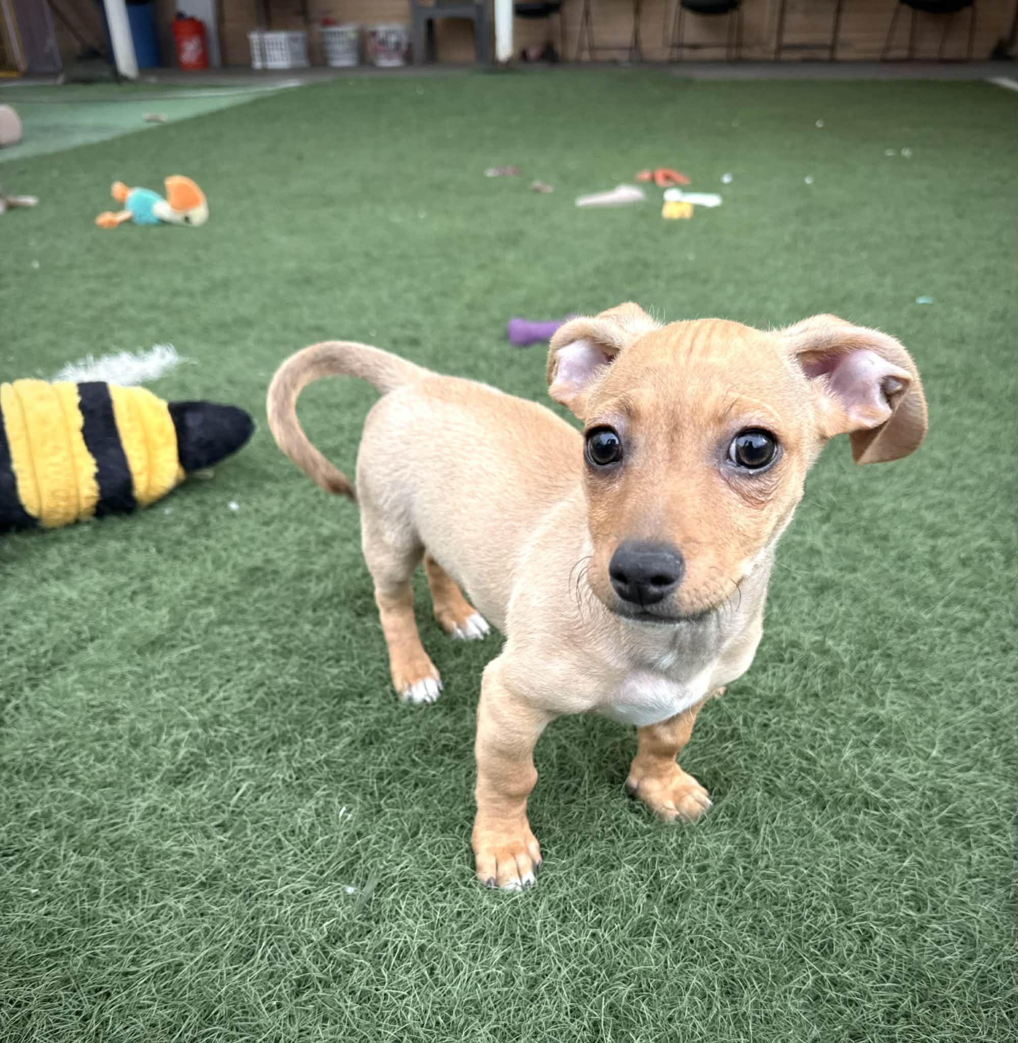 Enlarge Topaz, a ADOPTABLE mixed breed in PHOENIX, AZ image 4/6