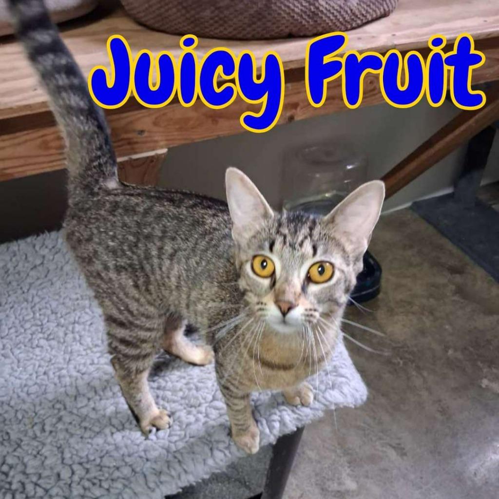 Juicy Fruit, Adoptable, Kitten Female Domestic Short Hair.